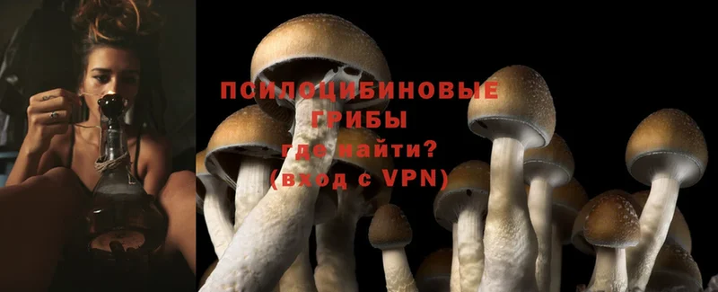 Галлюциногенные грибы Psilocybine cubensis  наркотики  Аткарск 